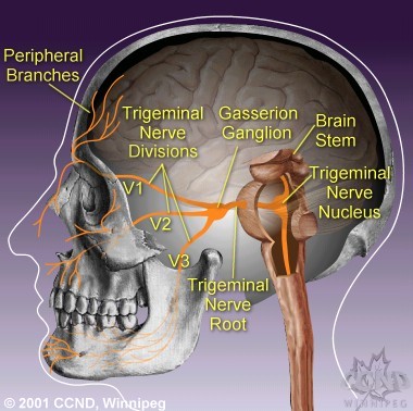 Trigeminal Nerve Root